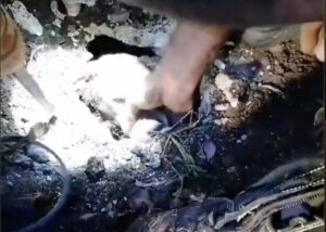 Scicli, i pompieri salvano una cagnolina caduta in un pozzo