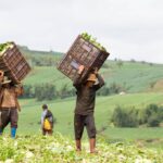 Il caporalato fatto dai datori di lavoro tunisini ad Acate