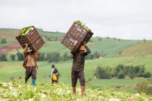 Il caporalato fatto dai datori di lavoro tunisini ad Acate