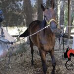 Cavallo imbizzarrito danneggia auto e sfiora persone