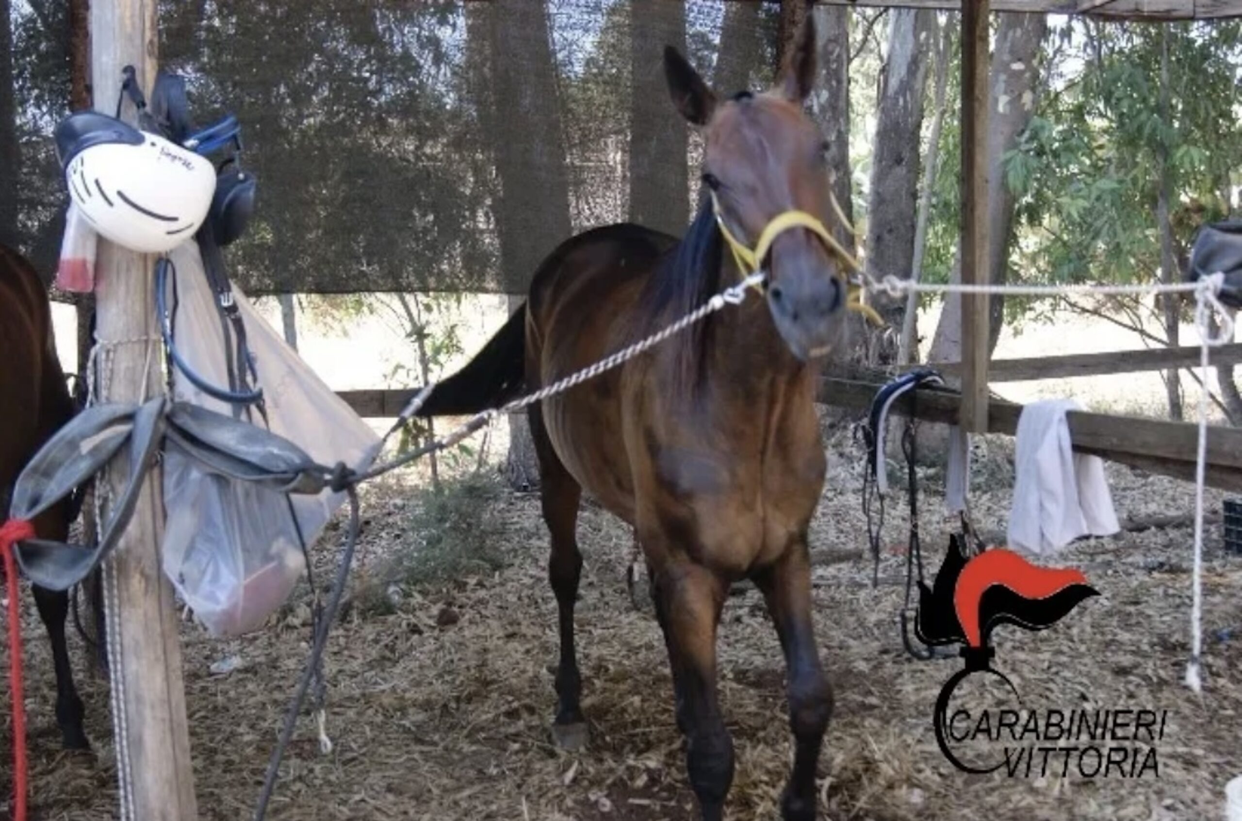 Cavallo imbizzarrito danneggia auto e sfiora persone
