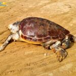 Scala dei Turchi, trovato morto enorme esemplare di caretta caretta