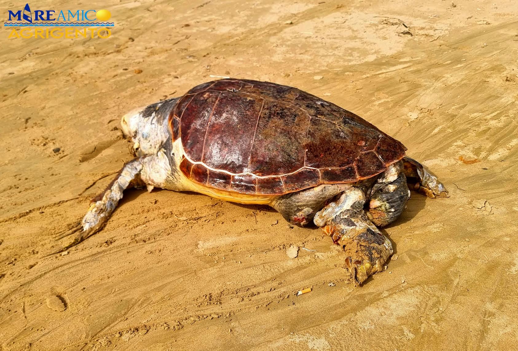 Scala dei Turchi, trovato morto enorme esemplare di caretta caretta