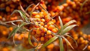 Cosa sono gli Omega 7 e dove trovarli negli alimenti