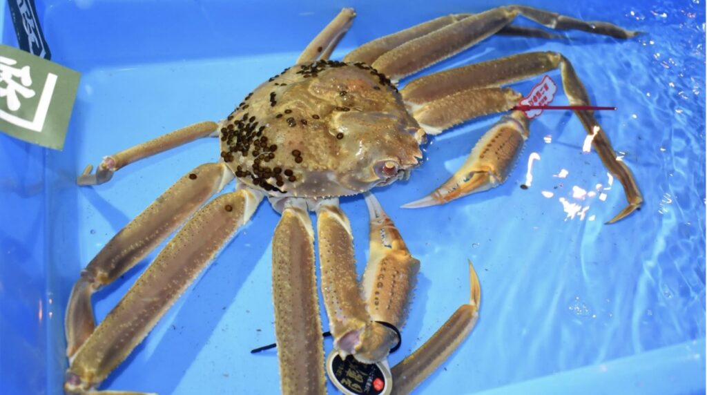 Hanno preso un granchio e lo hanno venduto a 9200 euro
