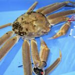 Hanno preso un granchio e lo hanno venduto a 9200 euro