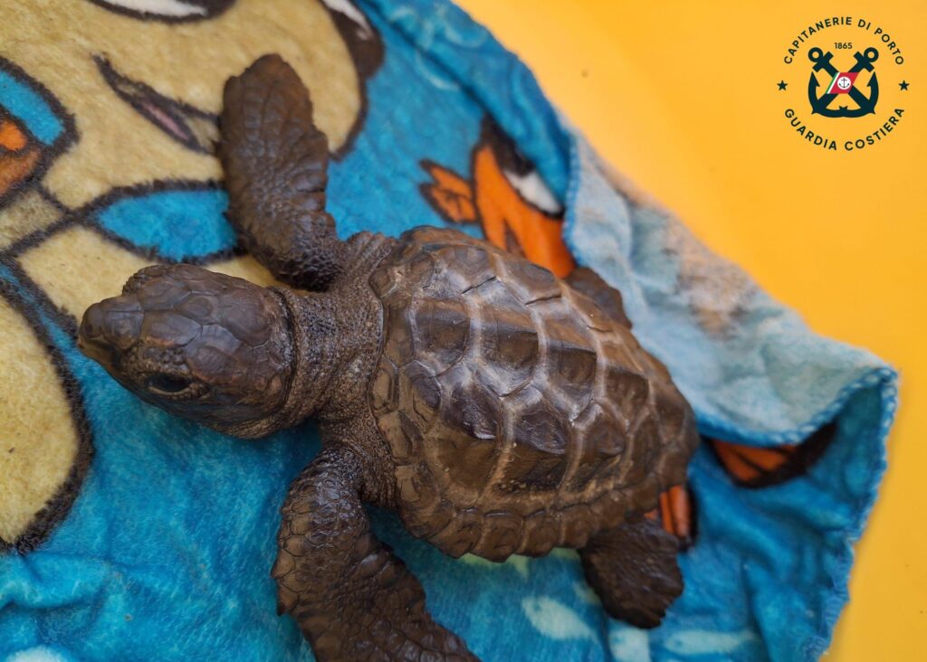 Una tartaruga caretta caretta riprende il largo a Pozzallo