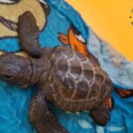 Una tartaruga caretta caretta riprende il largo a Pozzallo
