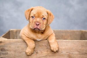 DogfyDiet: Alimentazione Sana per Cani con Dieta BARF e Casera