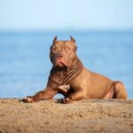 Quel pitbull lasciato libero in spiaggia a Marina di Modica ha ferito un ragazzo alla mano