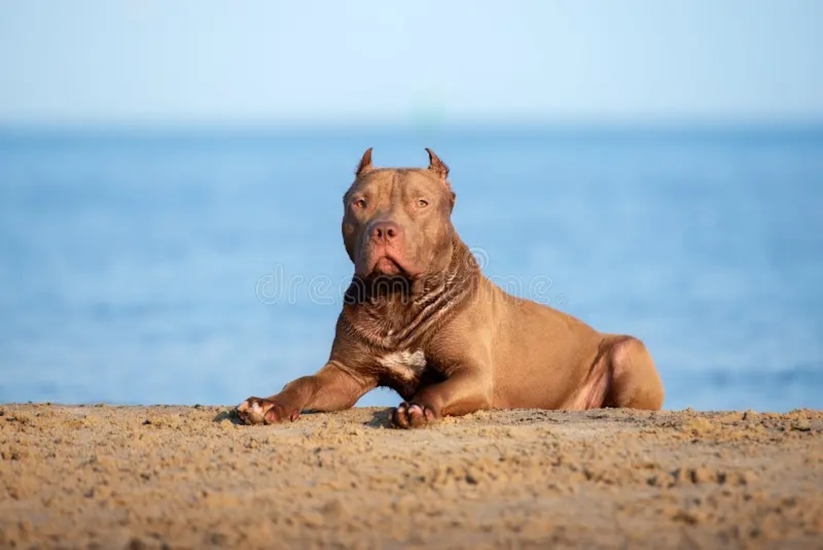 Quel pitbull lasciato libero in spiaggia a Marina di Modica ha ferito un ragazzo alla mano