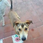 Modica, Ariane è morta arrotata da un furgone, la cagnolina ha un nuovo padrone, il cane cerca casa