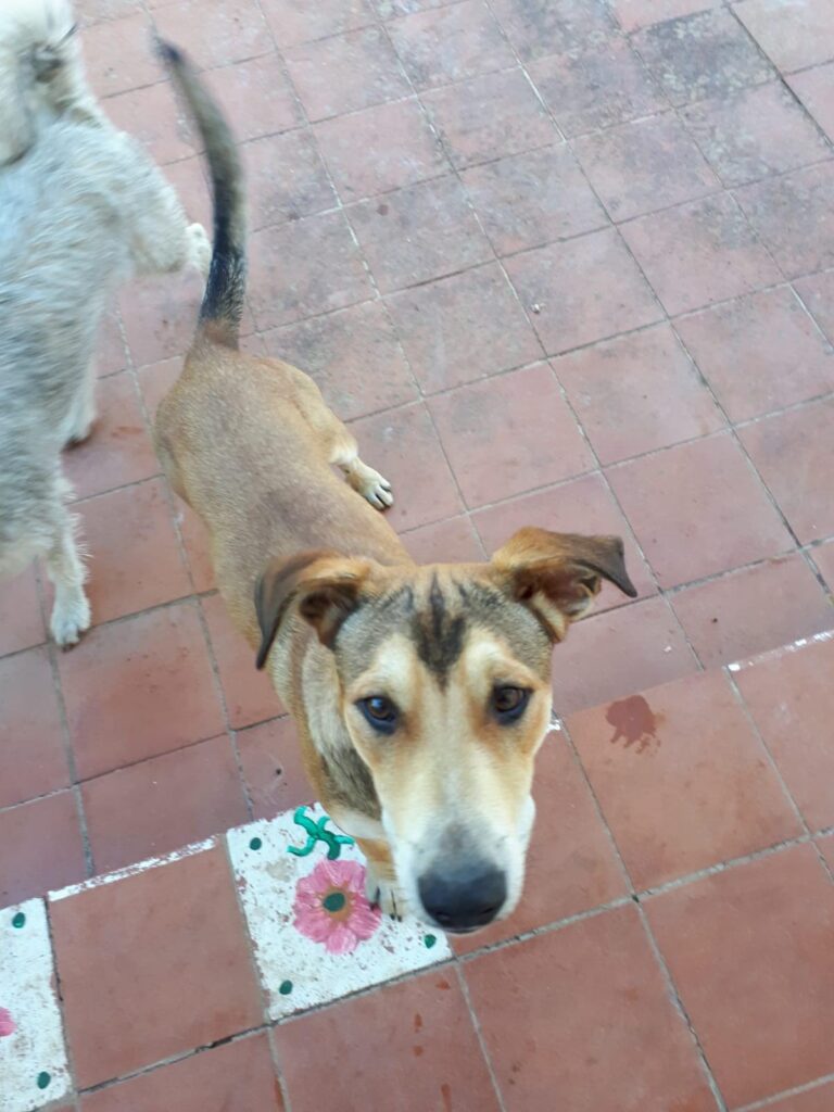 Modica, Ariane &egrave; morta arrotata da un furgone, la cagnolina ha un nuovo padrone, il cane cerca casa