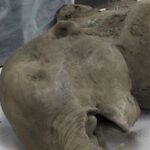 Archeologia, trovato un cucciolo di mammut ben conservato: risale a oltre 50 mila anni fa