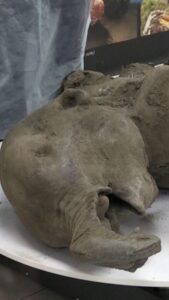 Archeologia, trovato un cucciolo di mammut ben conservato: risale a oltre 50 mila anni fa