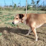 Levi, il cane di Ariane, è ancora senza padrone