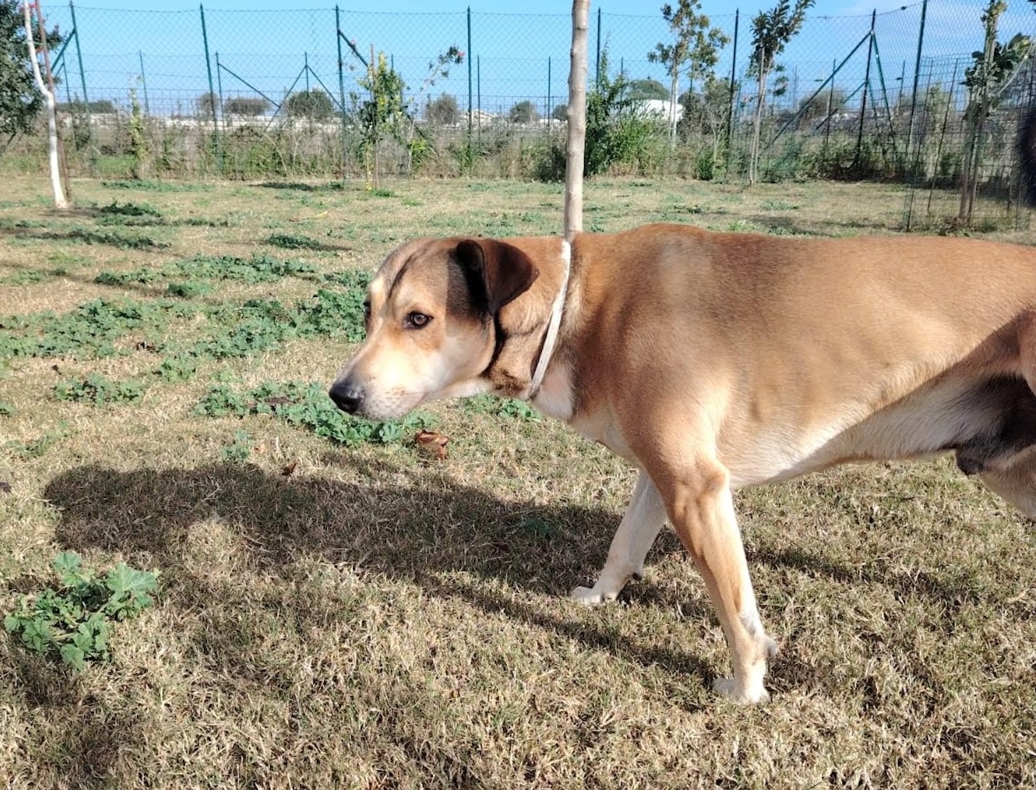 Levi, il cane di Ariane, è ancora senza padrone