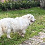 Sparisce la cagnolona Mimì, ritrovata un mese dopo a 150 chilometri
