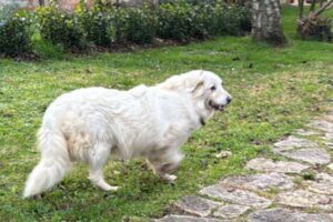 Sparisce la cagnolona Mimì, ritrovata un mese dopo a 150 chilometri