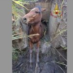 Cavallo rimane incastrato in un tubo di scolo, arrivano i pompieri
