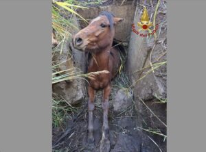 Cavallo rimane incastrato in un tubo di scolo, arrivano i pompieri