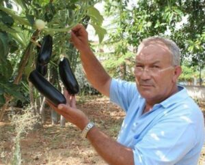 Un albero di pomodoro e melanzana. Lo hanno inventato a Palermo