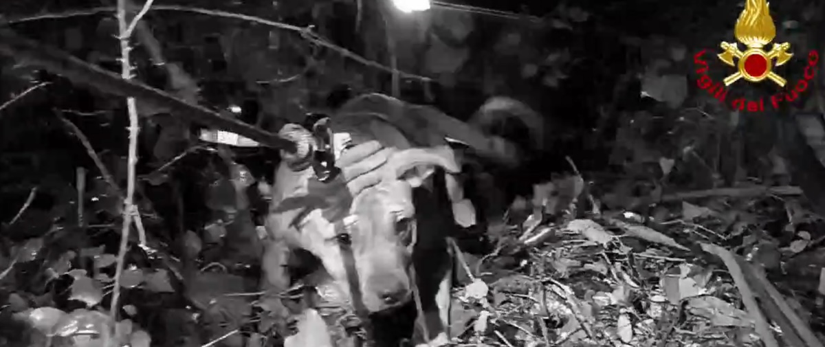 Bianca, la cagnolina finita in una scarpata a Ragusa e salvata. VIDEO