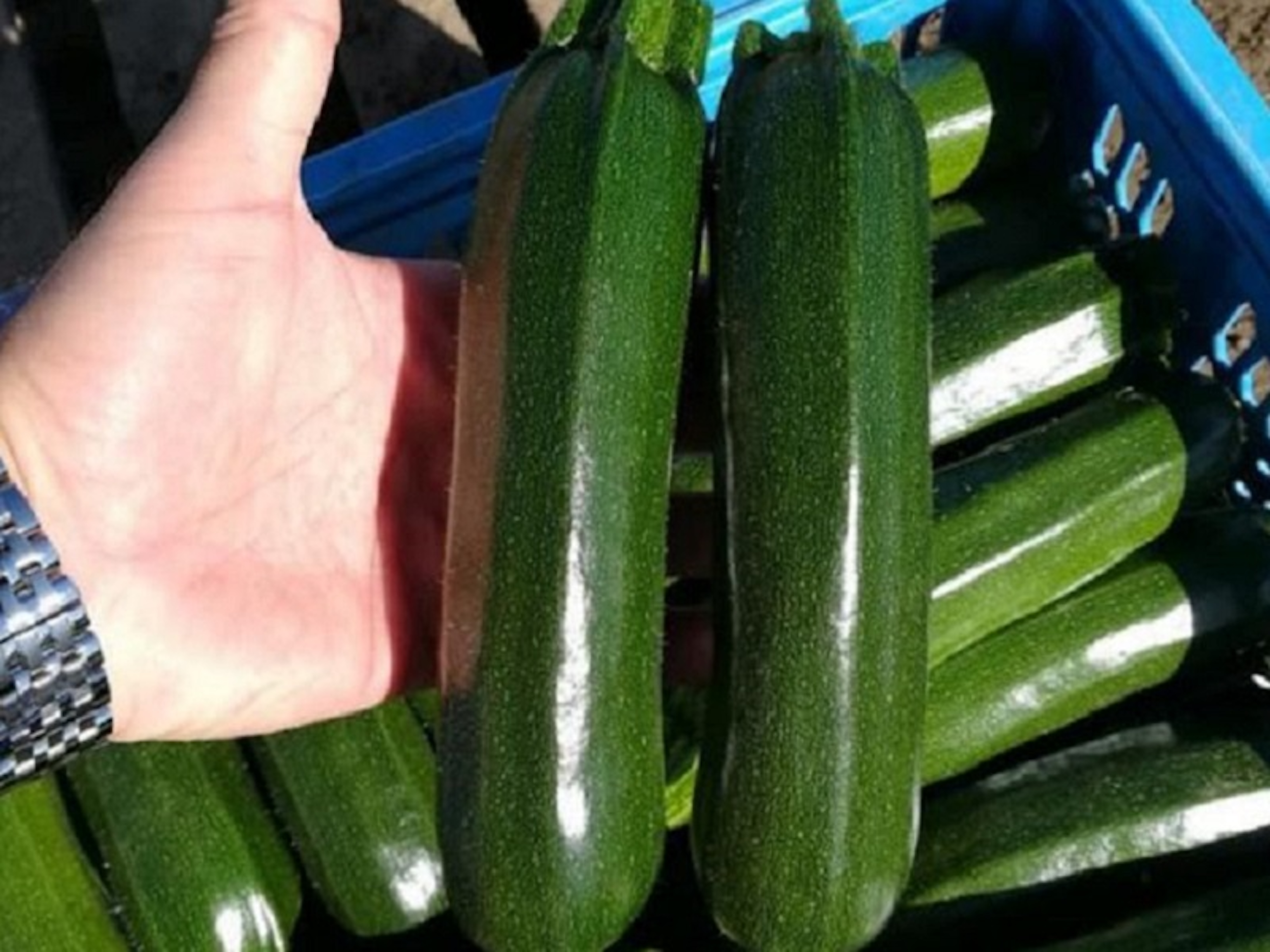A Comiso si celebra lo zucchino d’oro