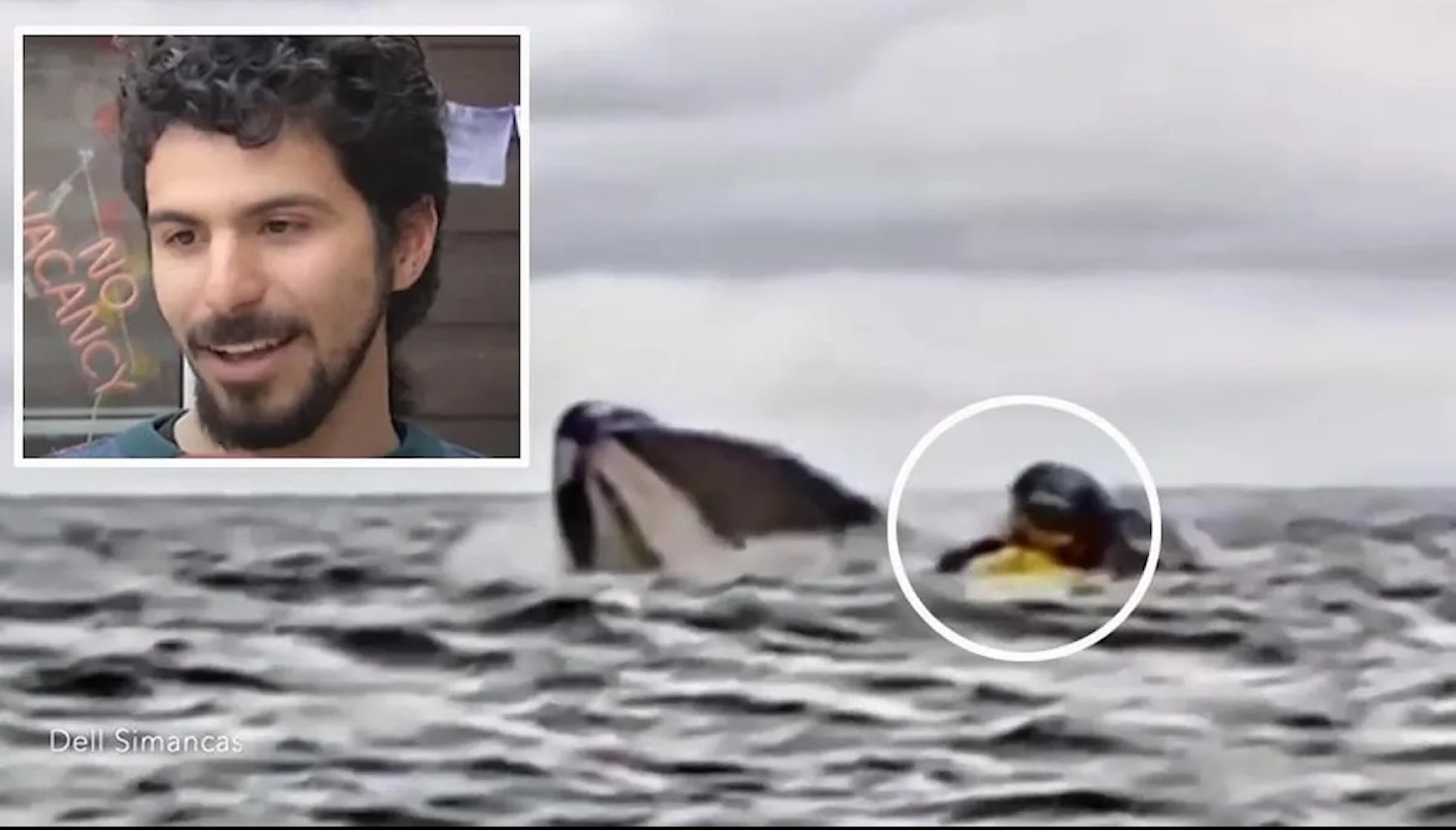 Cile, la balena “inghiotte” un giovane in kayak e poi lo sputa in mare