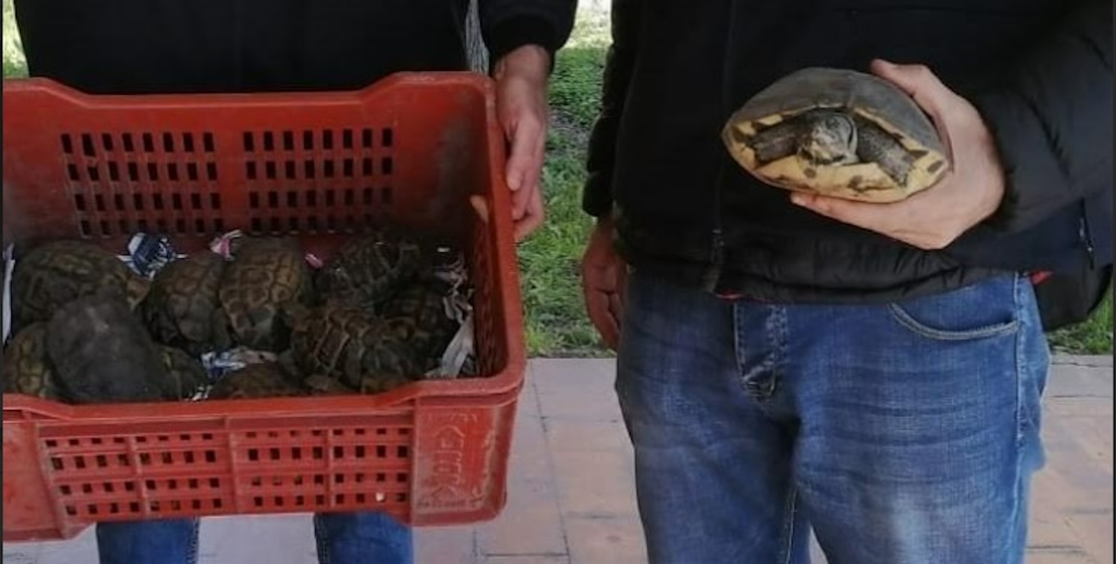 Mette un annuncio online per vendere pappagalli, ma gli sequestrano 20 tartarughe
