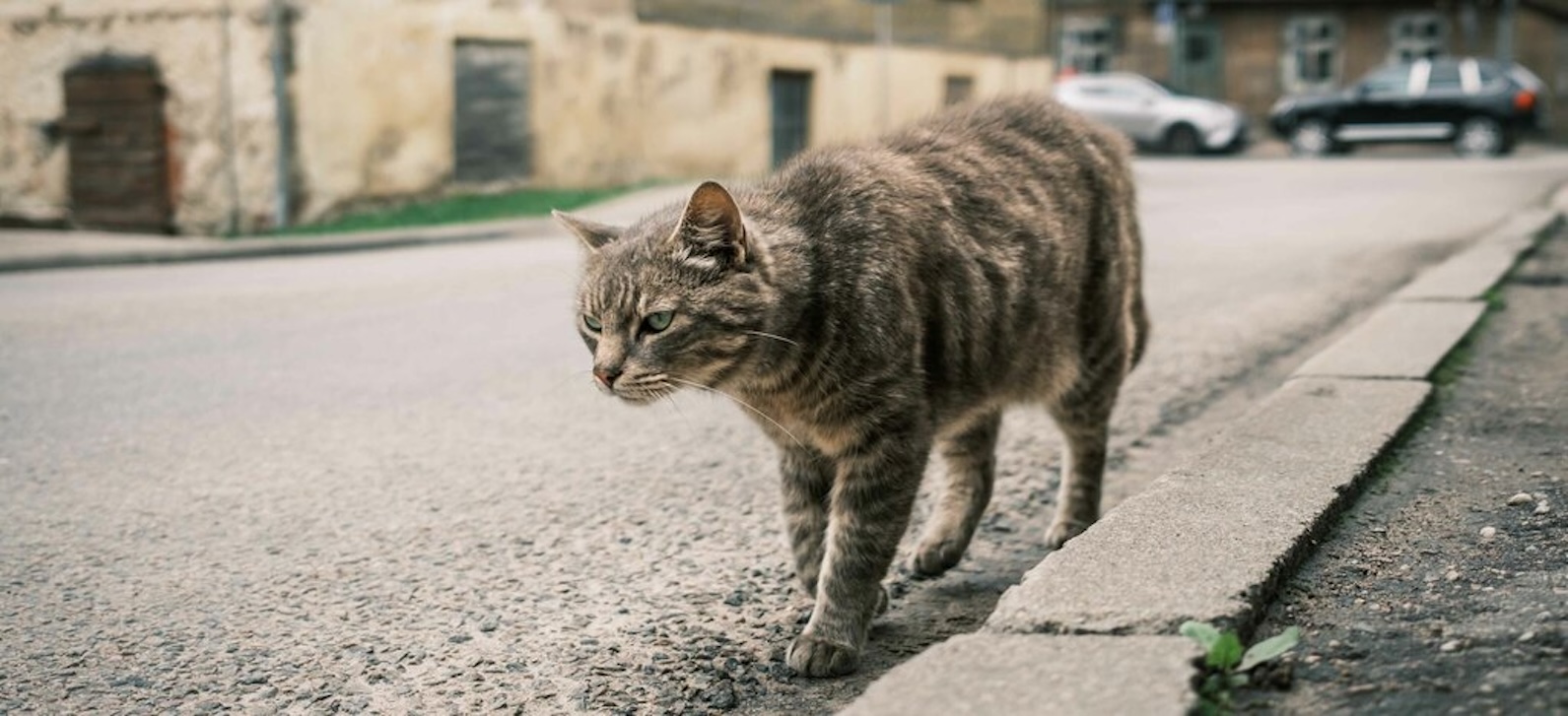 Moria di gatti a Ragusa Ibla. Si sospetta un avvelenamento