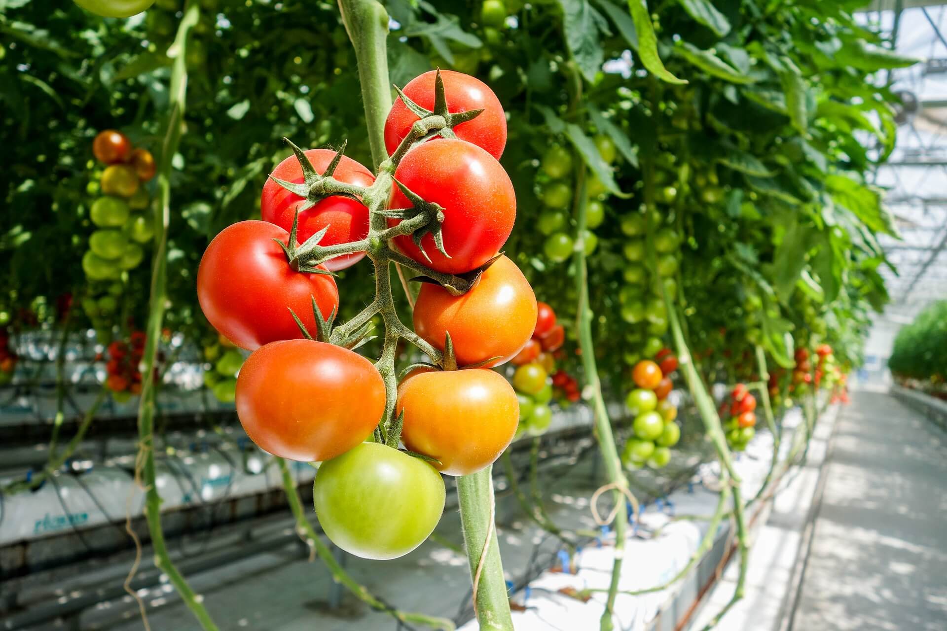 Pomodori protetti riprodotti illegalmente: produttore e vivaista condannati a maxi risarcimento