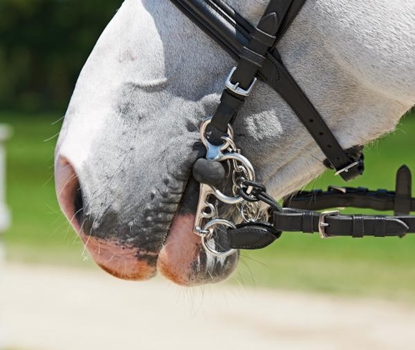 Il morso del cavallo a Donnalucata: 44enne ferito, è in ospedale