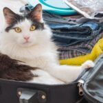 Prova a entrare nell’area partenze con un gatto in valigia: fermato e sottoposto a Tso