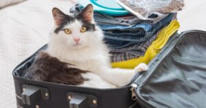 Prova a entrare nell’area partenze con un gatto in valigia: fermato e sottoposto a Tso