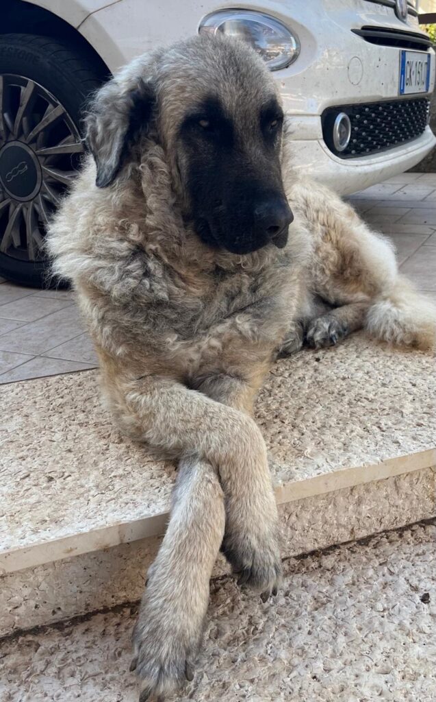 Lettera d&rsquo;amore da chi ha adottato un cane