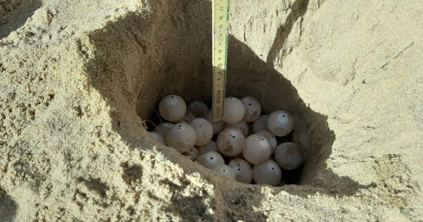11 nidi di tartarughe nel litorale di Scicli. È record