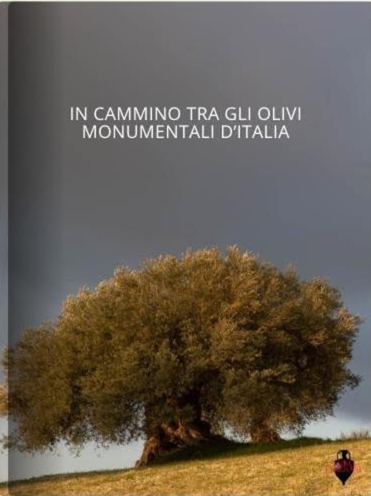 La grande ricerca di Yuko Okuma sugli ulivi in un libro con le foto di Gianni Mania