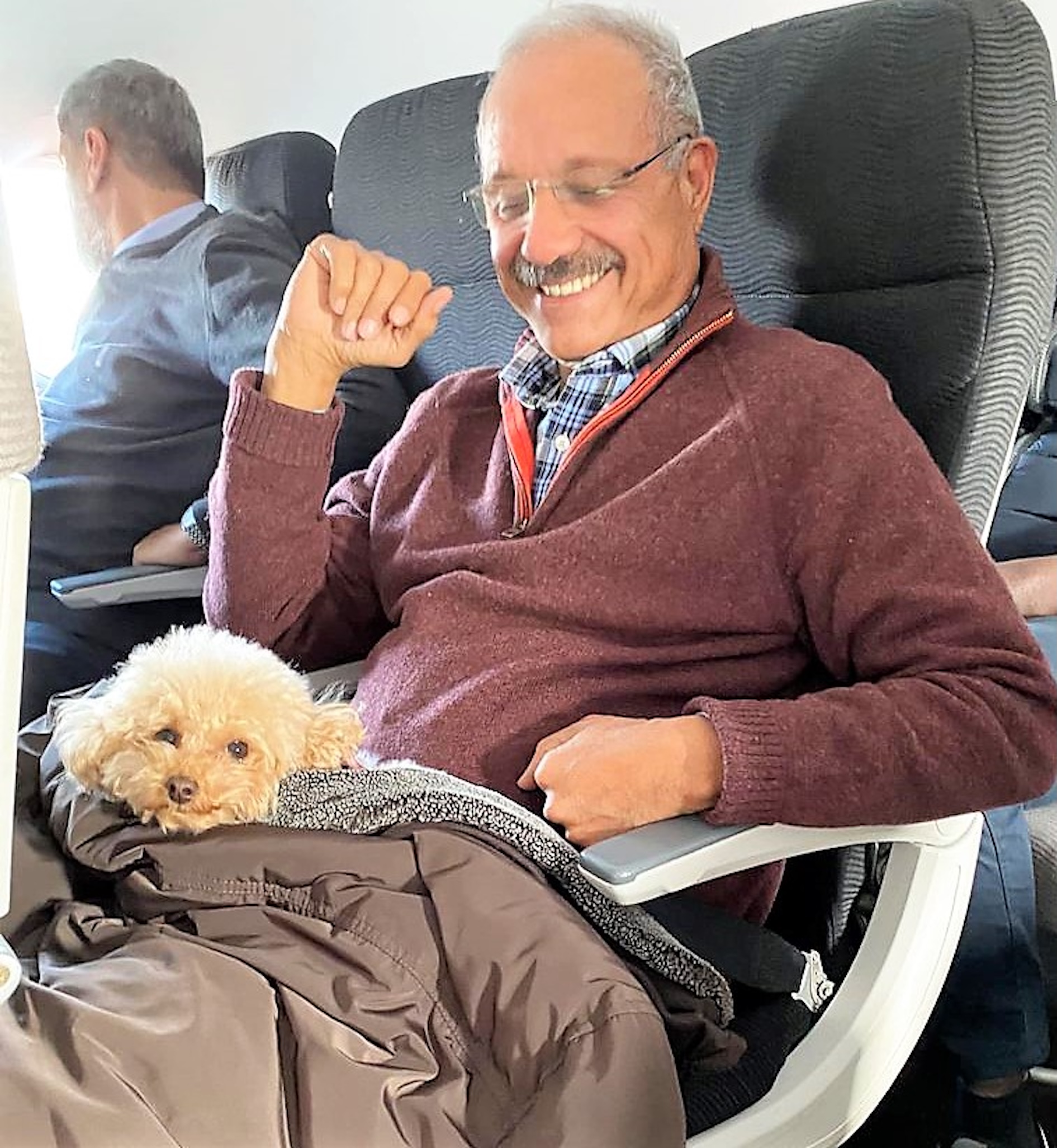 Quali documenti servono per viaggiare con un barboncino toy ? Tutto quello che c’è da sapere