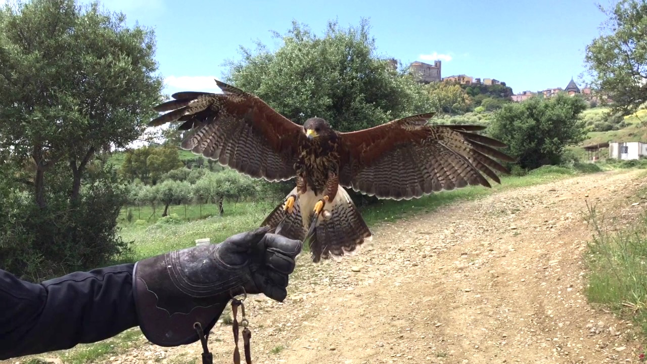 L’arte delle falconeria il 30 luglio a Palazzo Bonelli-Patané
