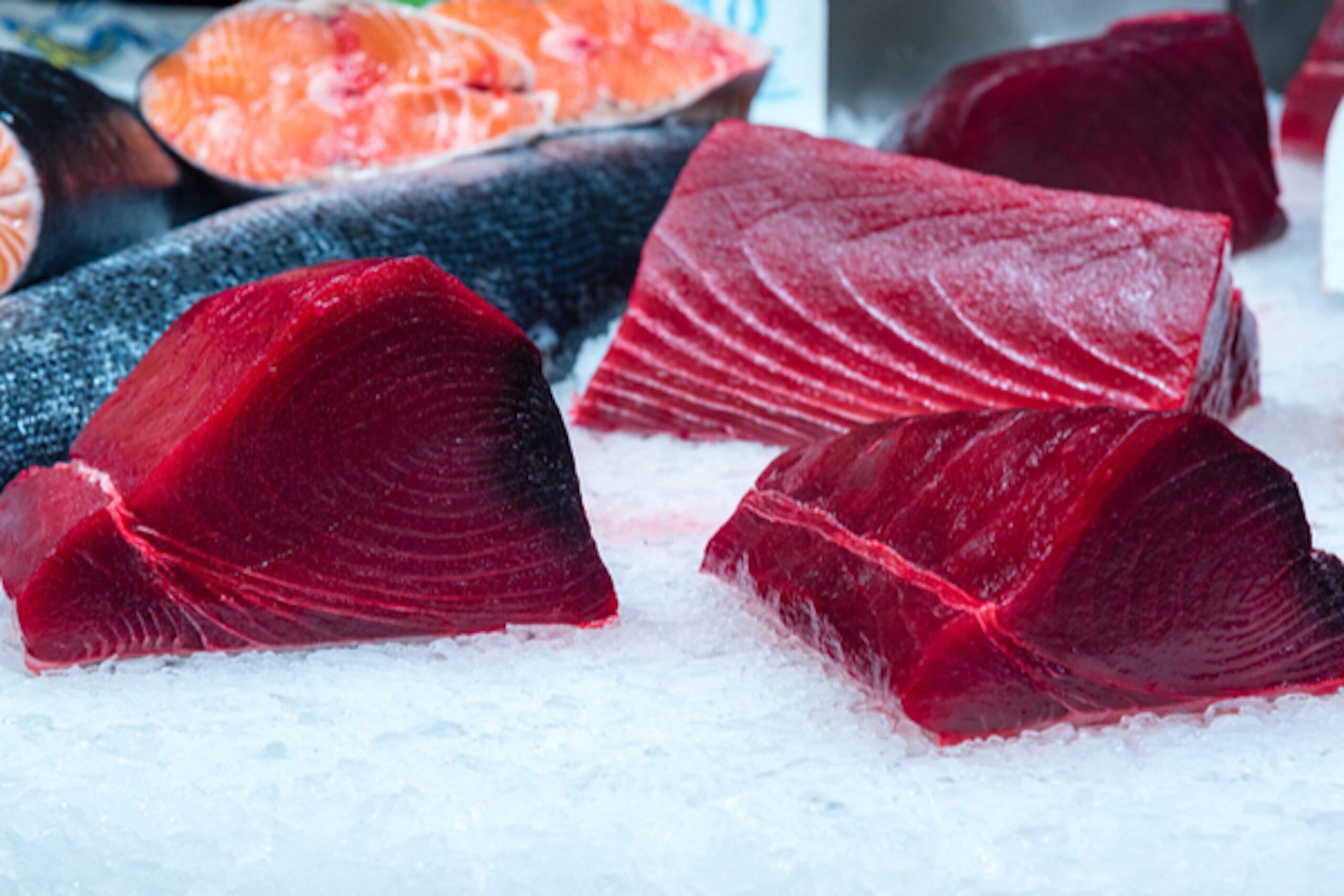 Fermati due pescatori sportivi con tre esemplari di tonno rosso pescato illegalmente Fermati due pescatori sportivi con tre esemplari di tonno rosso pescato illegalmente