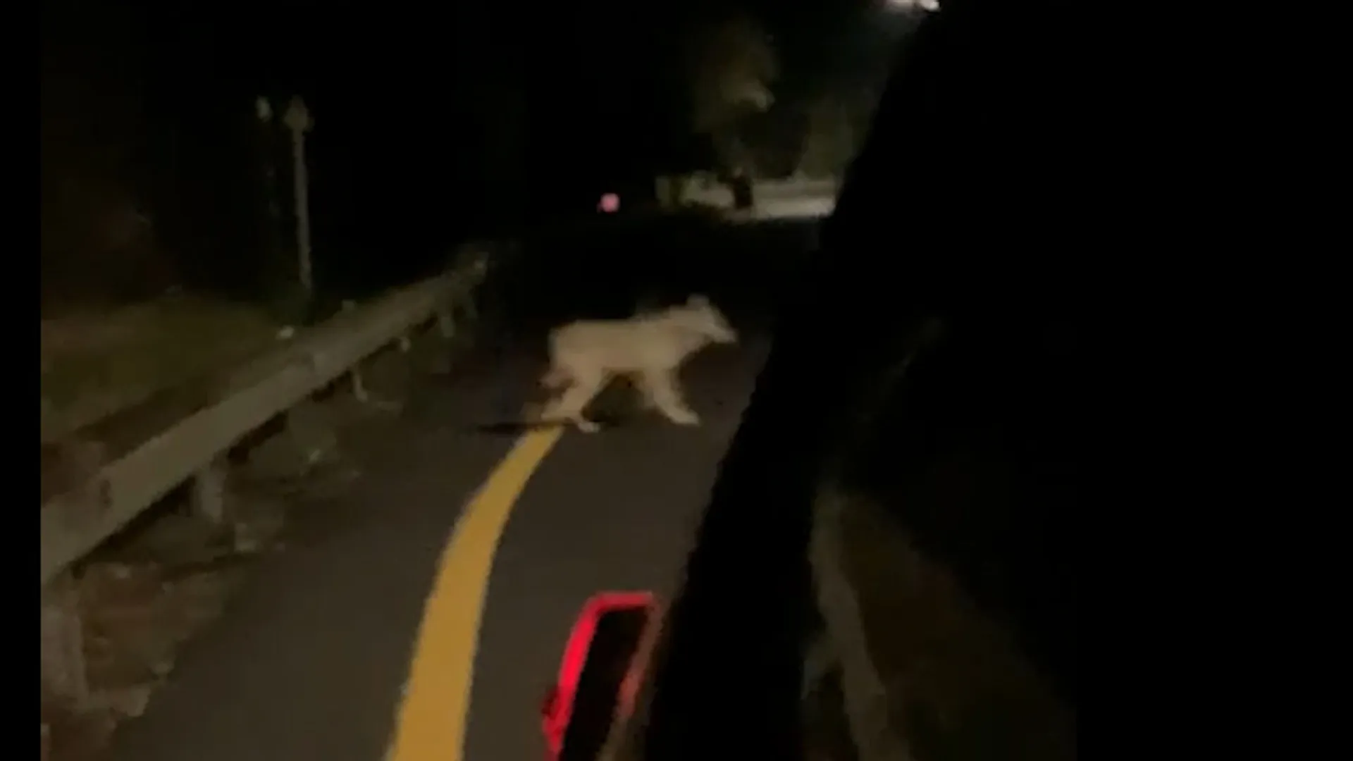 Evita un cane, finisce fuori strada in sella al suo scooter e muore