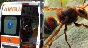 Immagine rappresentativa di Punto da otto calabroni, ha una reazione allergica: 34enne in fin di vita