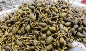 Immagine rappresentativa di Non troveremo più il cappero di Pantelleria?