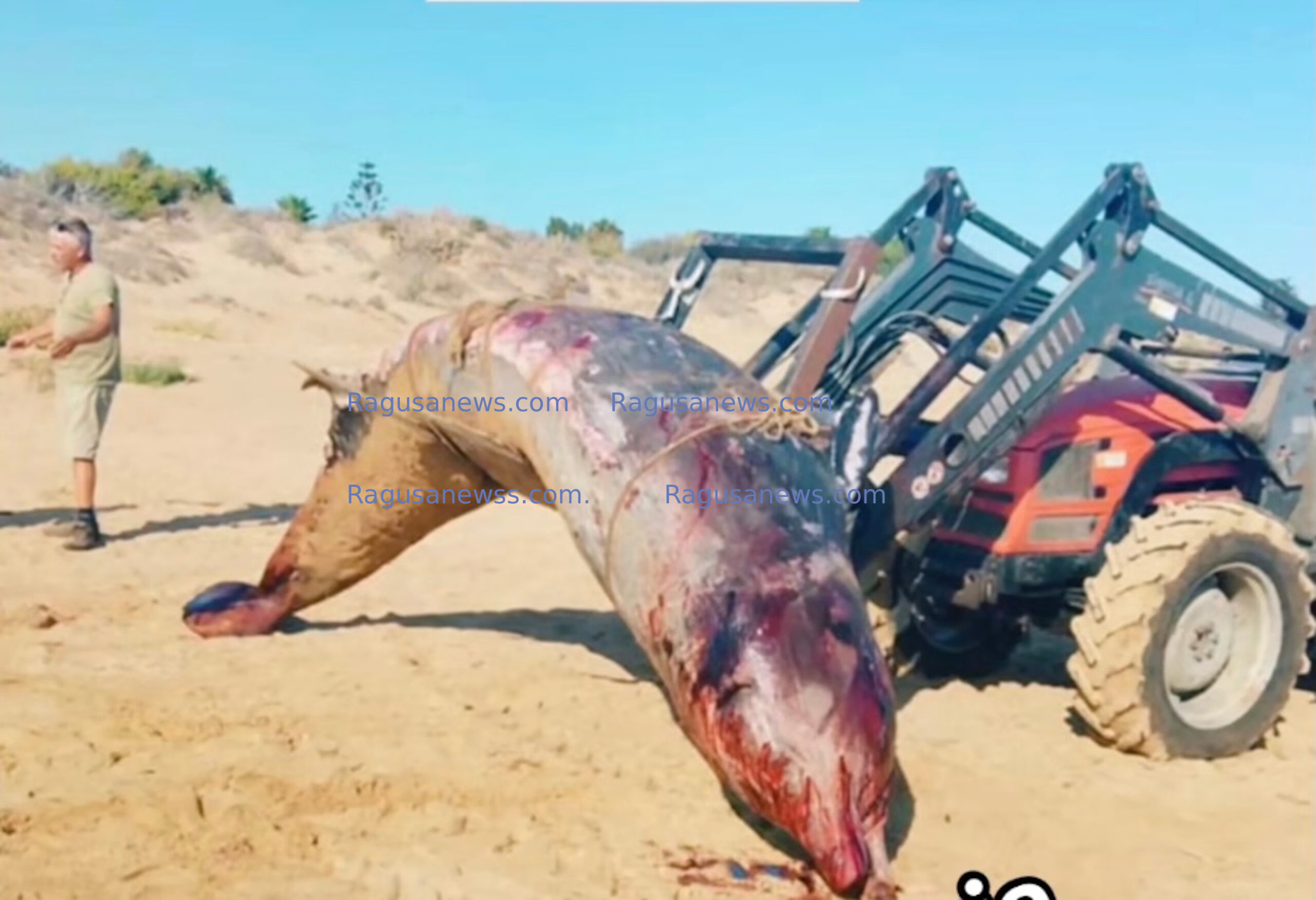 La carcassa di un enorme cetaceo rimossa nella spiaggia di Santa Maria del Focallo