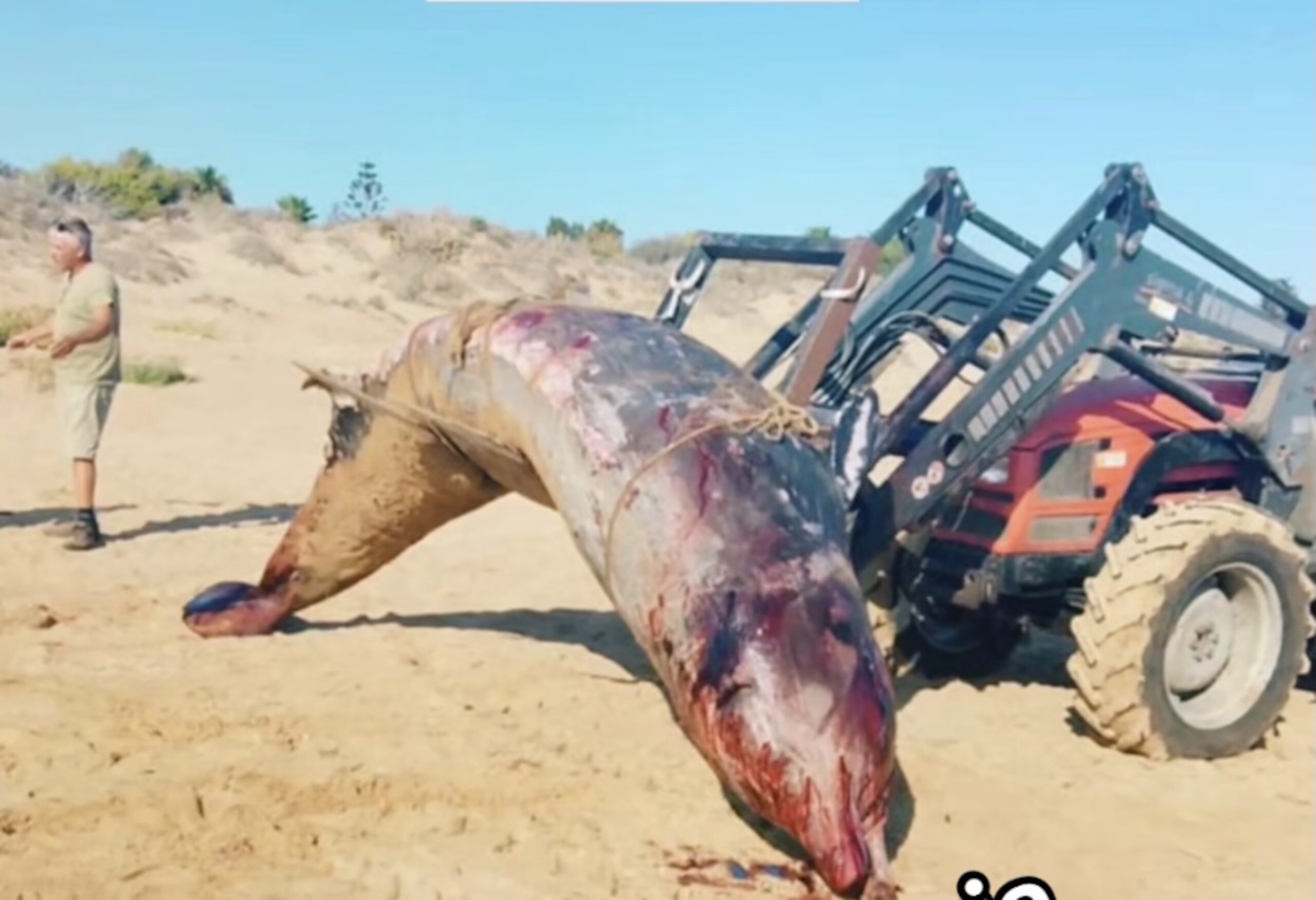 La carcassa di un enorme cetaceo rimossa nella spiaggia di Santa Maria del Focallo La carcassa di un enorme cetaceo rimossa nella spiaggia di Santa Maria del Focallo