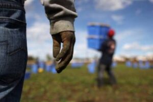 Controlli in edilizia e agricoltura. Sospese due attività per lavoro nero Immagine rappresentativa di Controlli in edilizia e agricoltura. Sospese due attività per lavoro nero