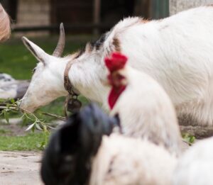 Agriturismi e agricoltura sociale, bando da 40 milioni dalla Regione siciliana
