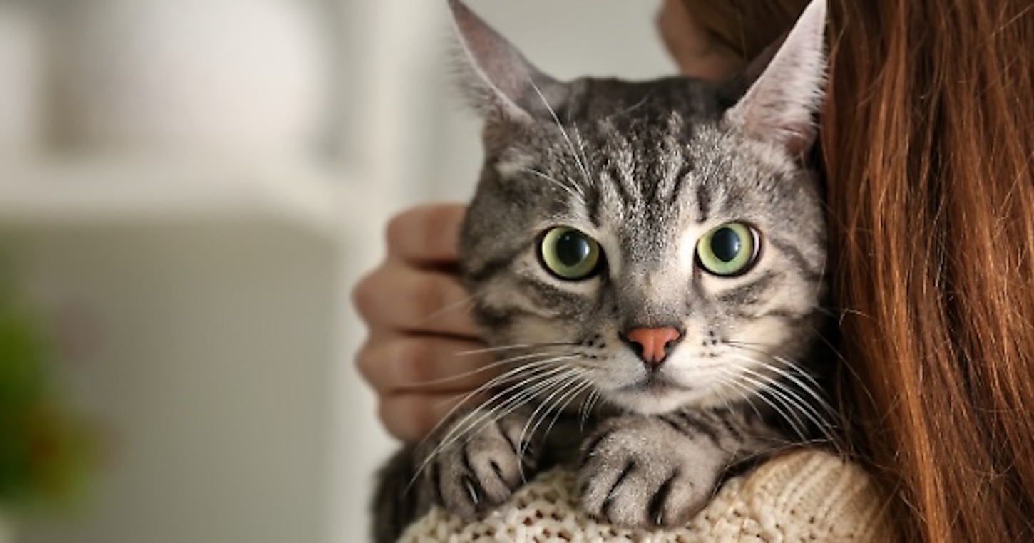 Divorziano, il marito dovrà pagare l’assegno di mantenimento per i due gatti