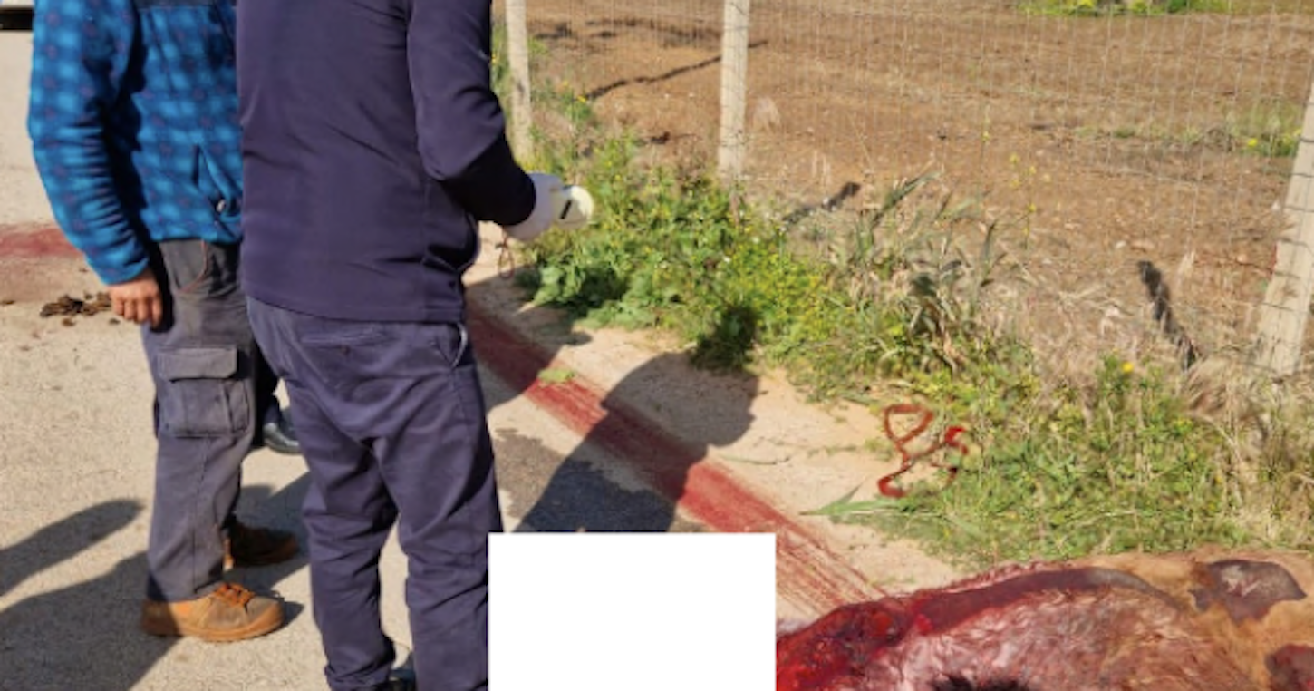 Il pony trascinato con l’auto, assolto imputato 41enne Il pony trascinato con l’auto, assolto imputato 41enne
